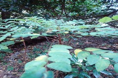 Phyllanthus megacarpus